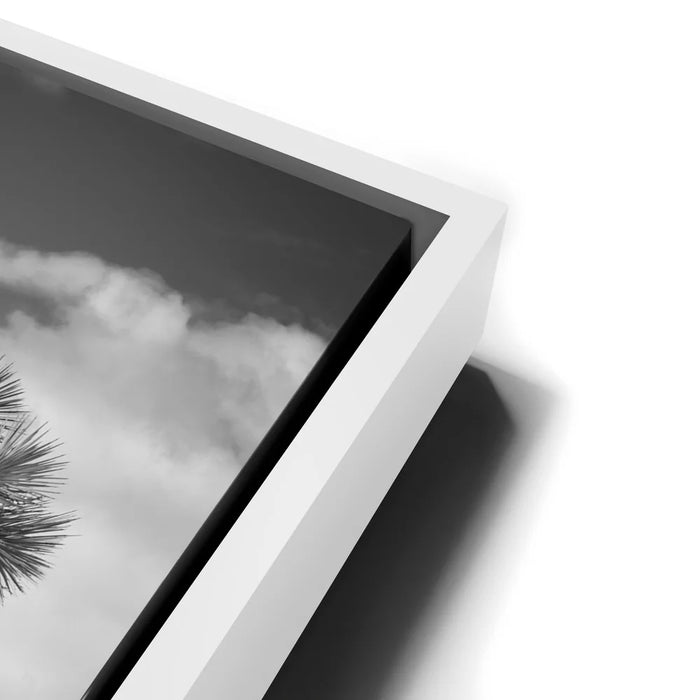 Featured image 13 for Twist and Shout, Joshua Tree