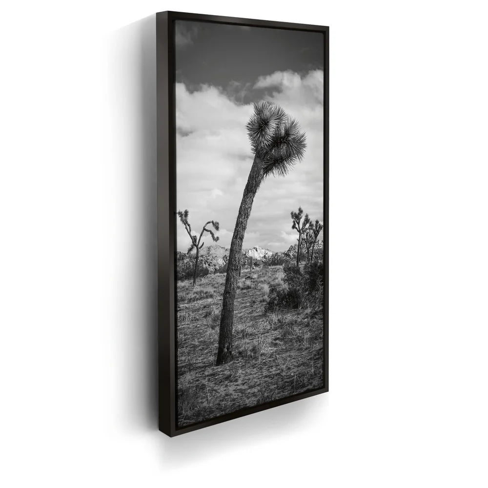 Featured image 5 for Twist and Shout, Joshua Tree