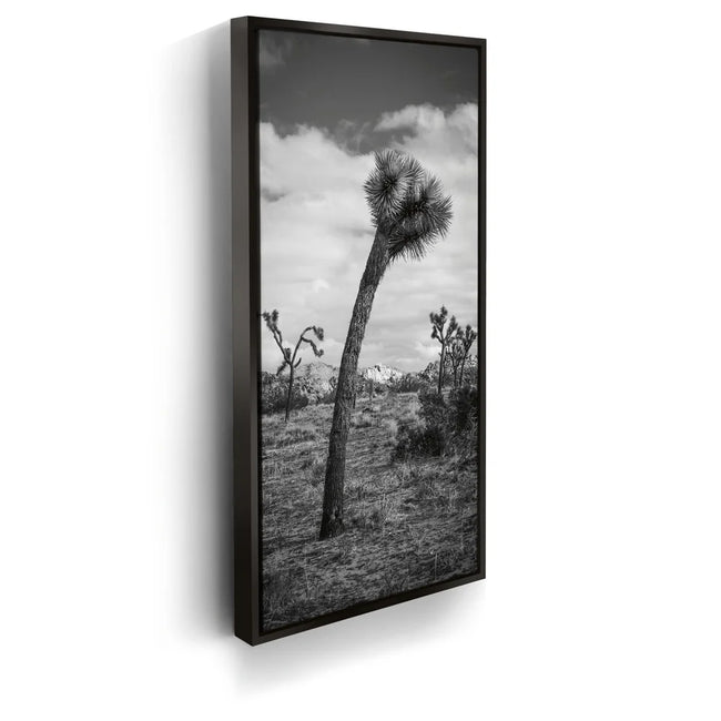 Featured image 5 for Twist and Shout, Joshua Tree