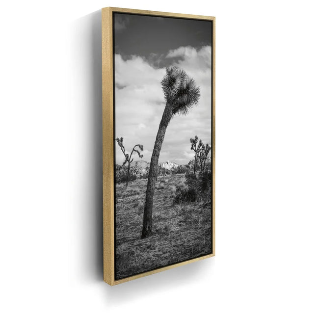 Featured image 7 for Twist and Shout, Joshua Tree