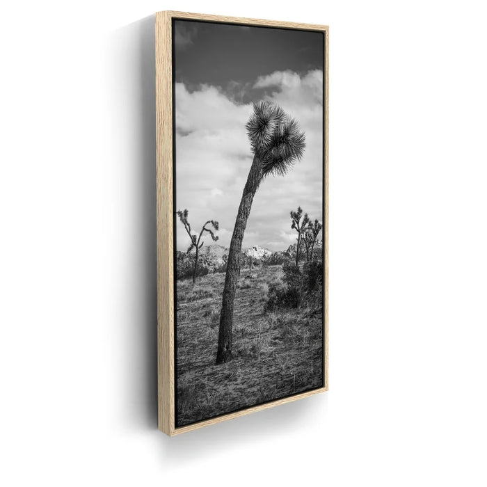 Featured image 9 for Twist and Shout, Joshua Tree