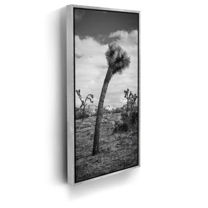 Featured image 8 for Twist and Shout, Joshua Tree