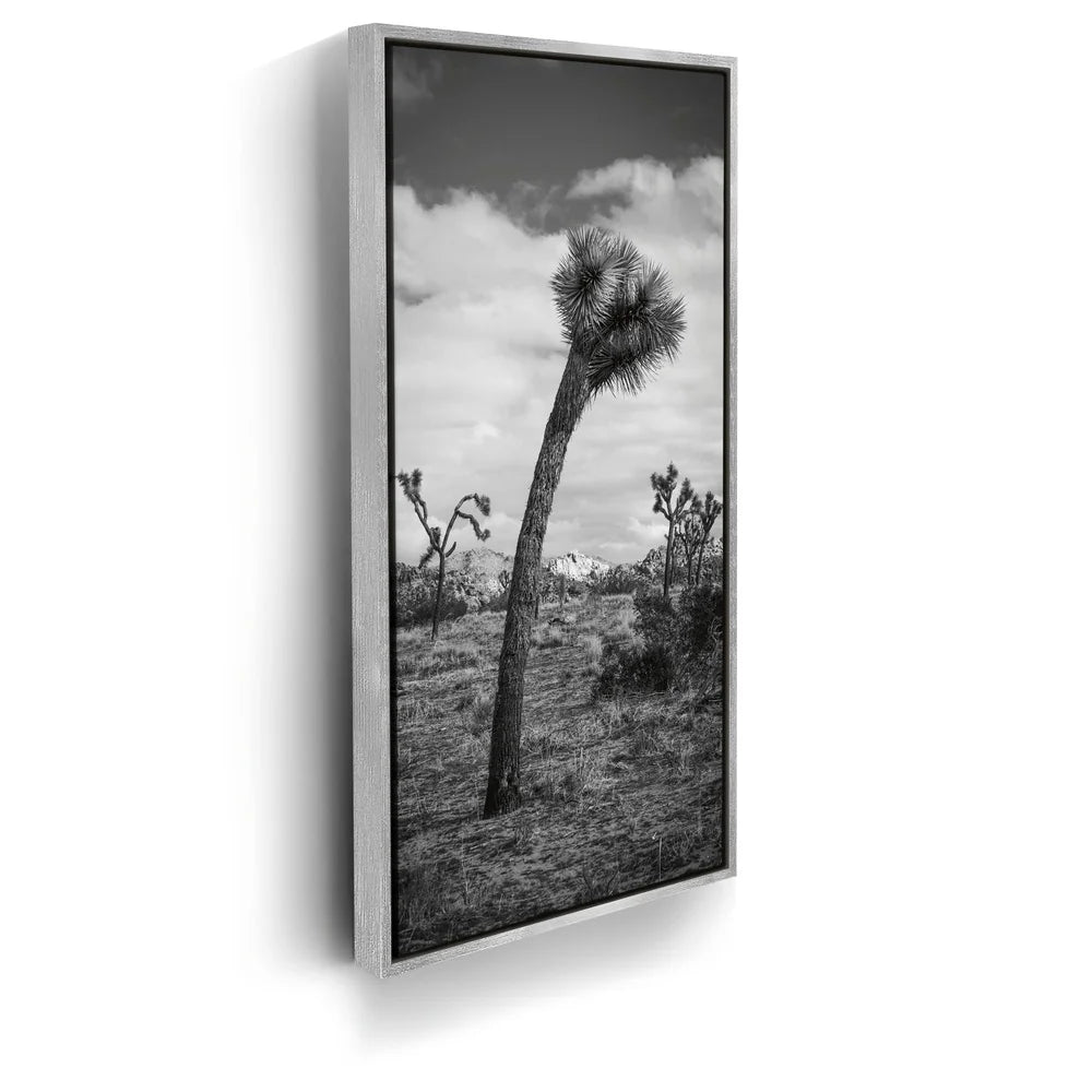 Featured image 8 for Twist and Shout, Joshua Tree