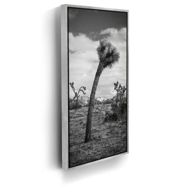 Featured image 8 for Twist and Shout, Joshua Tree
