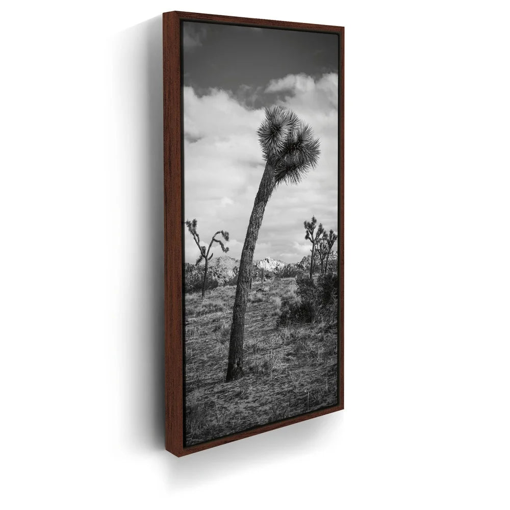 Featured image 10 for Twist and Shout, Joshua Tree