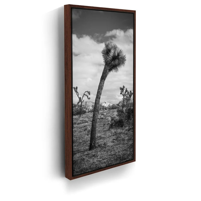 Featured image 10 for Twist and Shout, Joshua Tree