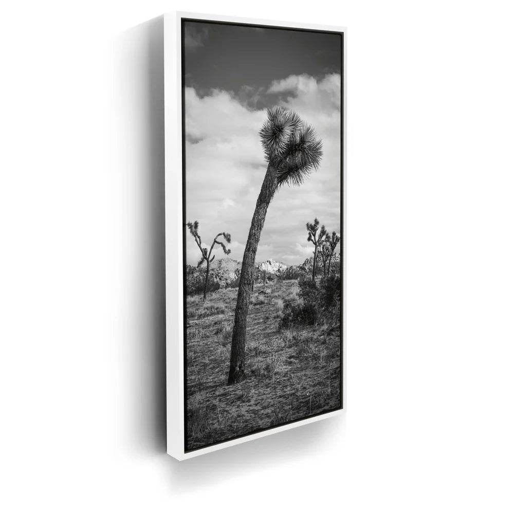 Featured image 6 for Twist and Shout, Joshua Tree