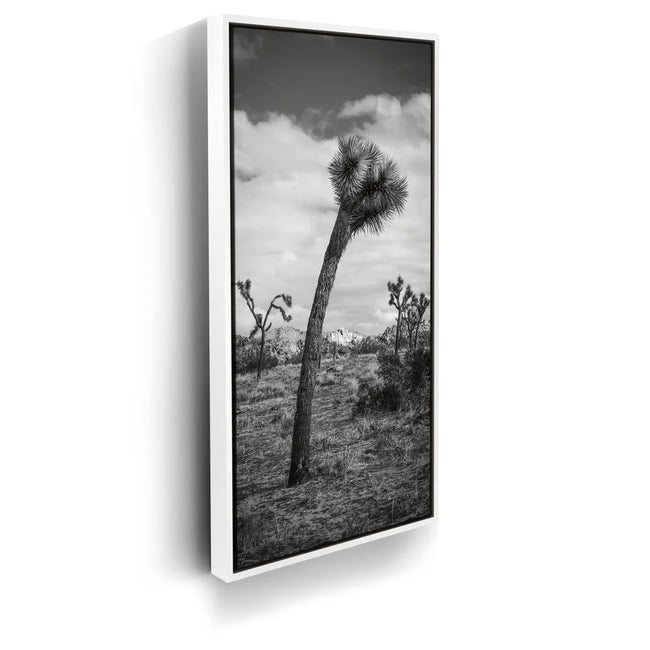 Featured image 6 for Twist and Shout, Joshua Tree