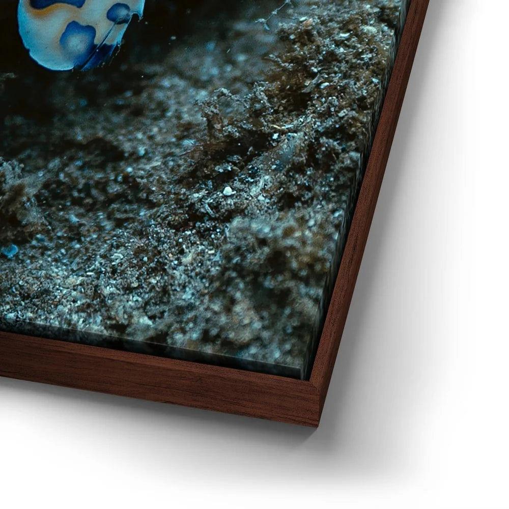 Featured image 14 for Underwater Shrimp, Maui