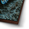 Thumbnail image 14 for Underwater Shrimp, Maui