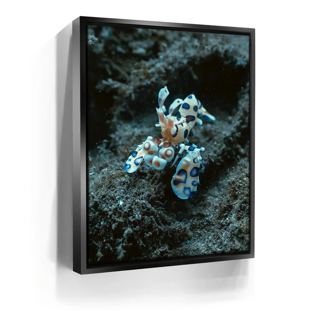Featured image 5 for Underwater Shrimp, Maui