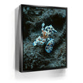 Featured image 5 for Underwater Shrimp, Maui