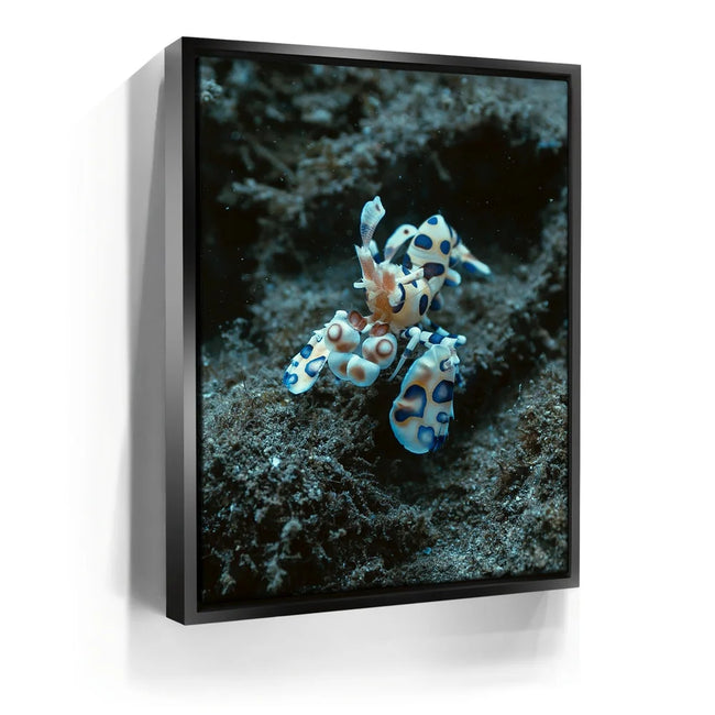 Featured image 5 for Underwater Shrimp, Maui
