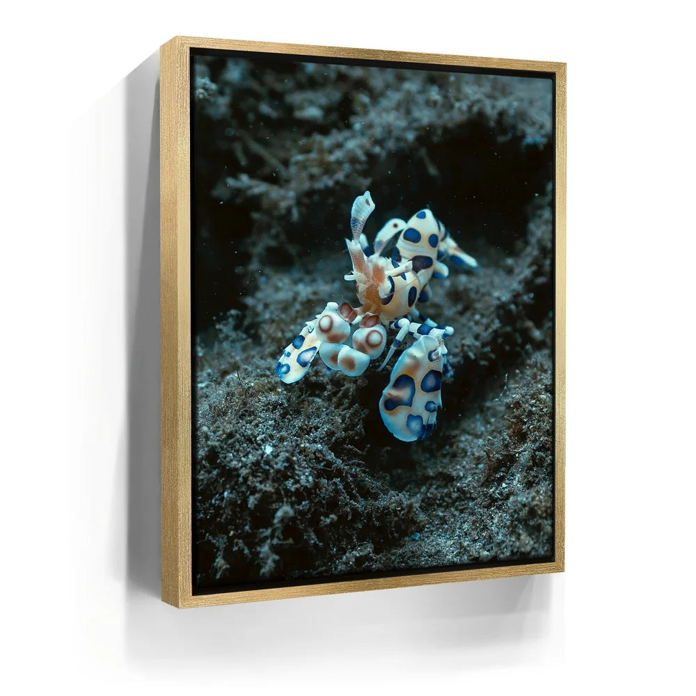 Featured image 7 for Underwater Shrimp, Maui