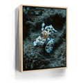 Featured image 9 for Underwater Shrimp, Maui
