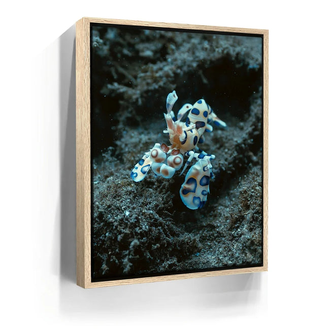 Featured image 9 for Underwater Shrimp, Maui