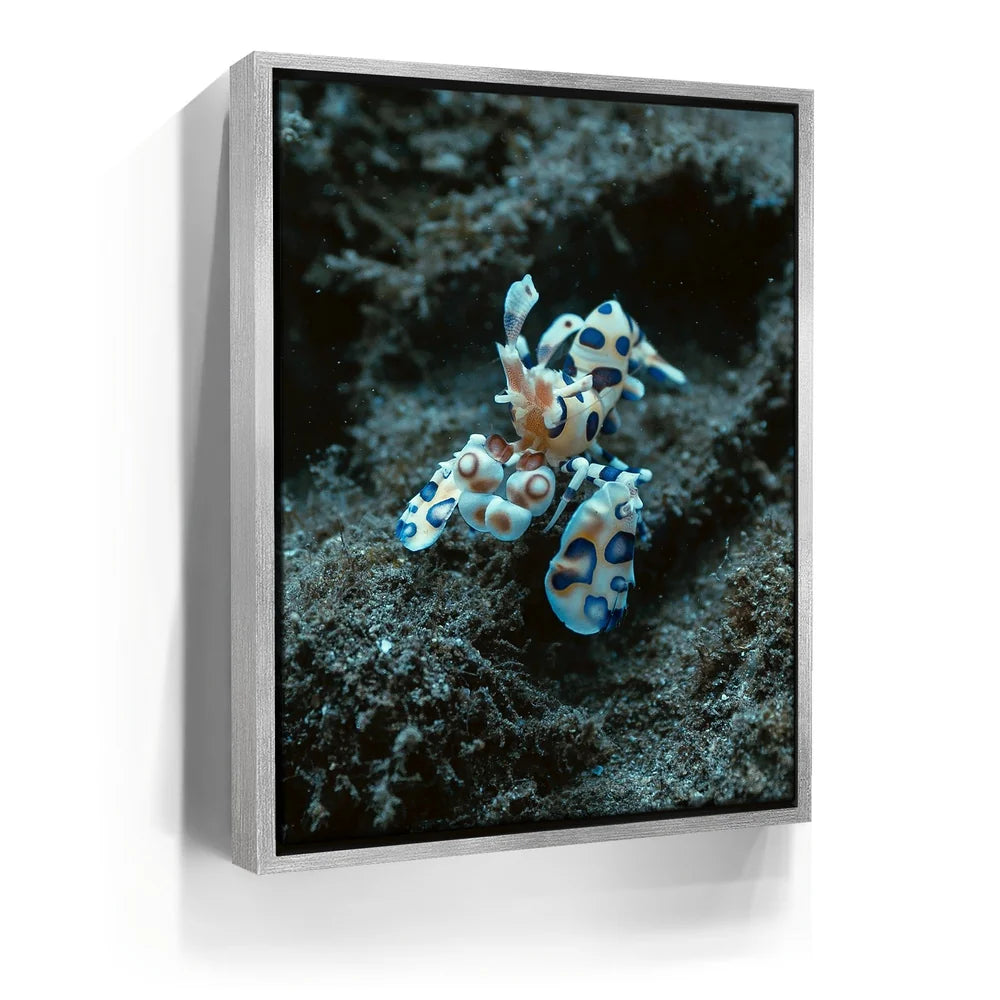 Featured image 8 for Underwater Shrimp, Maui