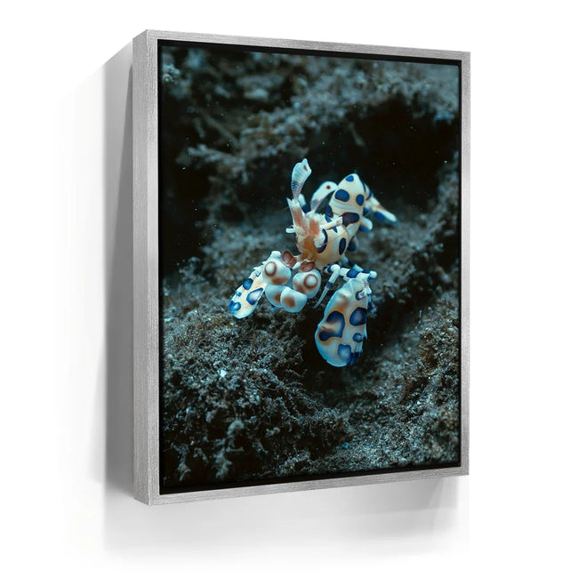 Featured image 8 for Underwater Shrimp, Maui
