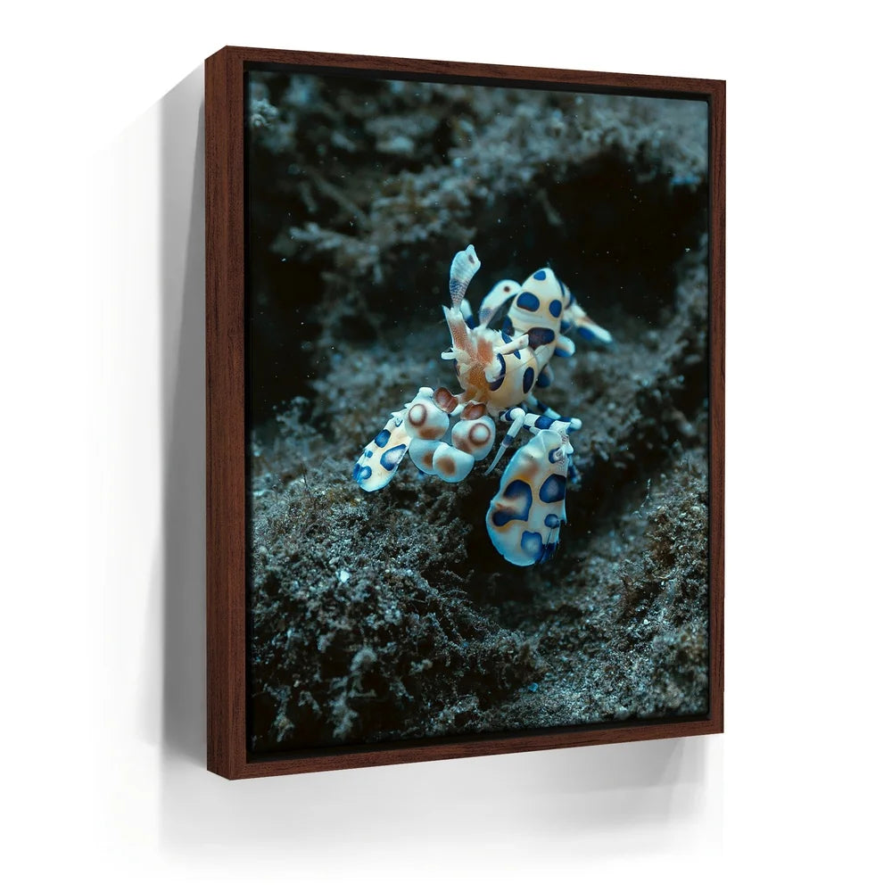 Featured image 10 for Underwater Shrimp, Maui