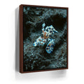 Featured image 10 for Underwater Shrimp, Maui