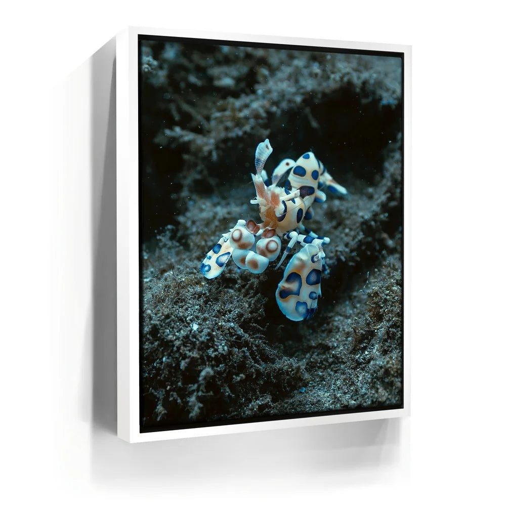 Featured image 6 for Underwater Shrimp, Maui