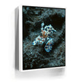 Featured image 6 for Underwater Shrimp, Maui