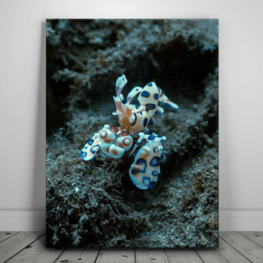 Underwater Shrimp, Maui