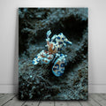 Featured image 1 for Underwater Shrimp, Maui