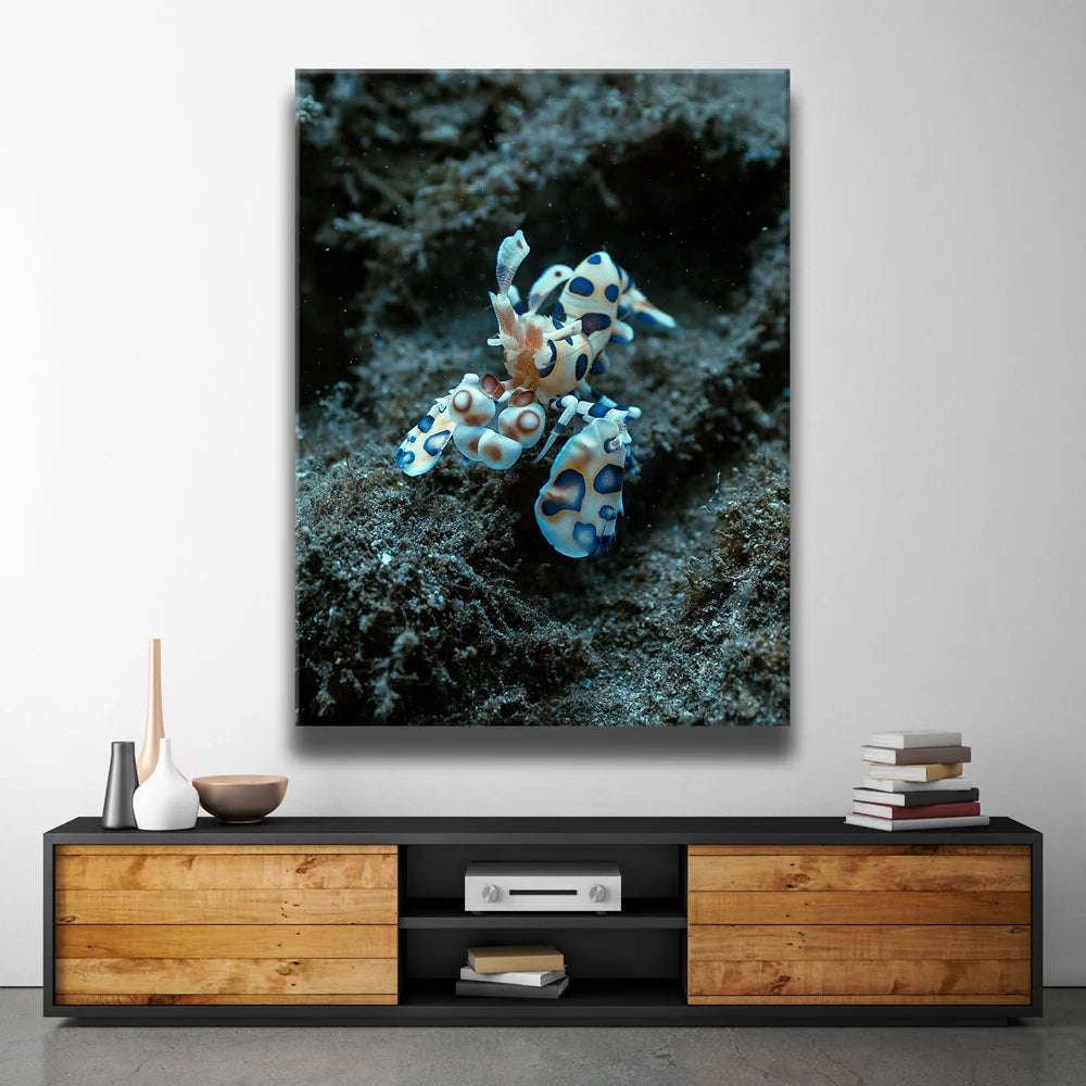 Featured image 2 for Underwater Shrimp, Maui