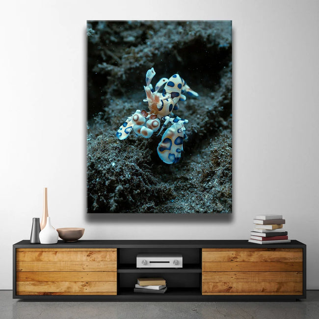 Featured image 2 for Underwater Shrimp, Maui