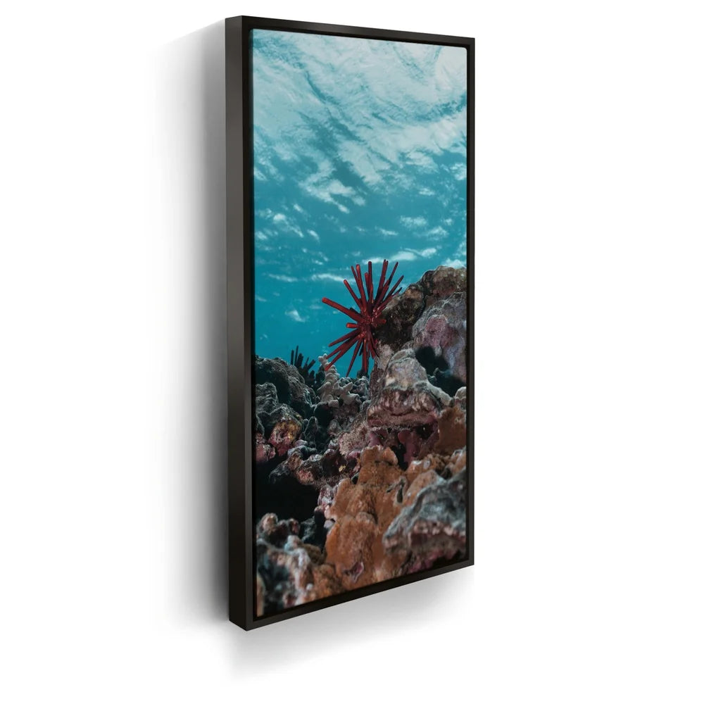 Featured image 5 for Underwater Star, Maui