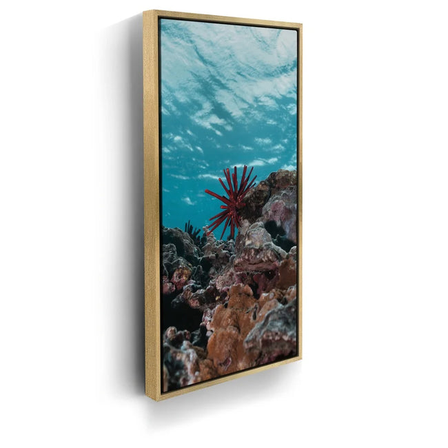 Featured image 7 for Underwater Star, Maui