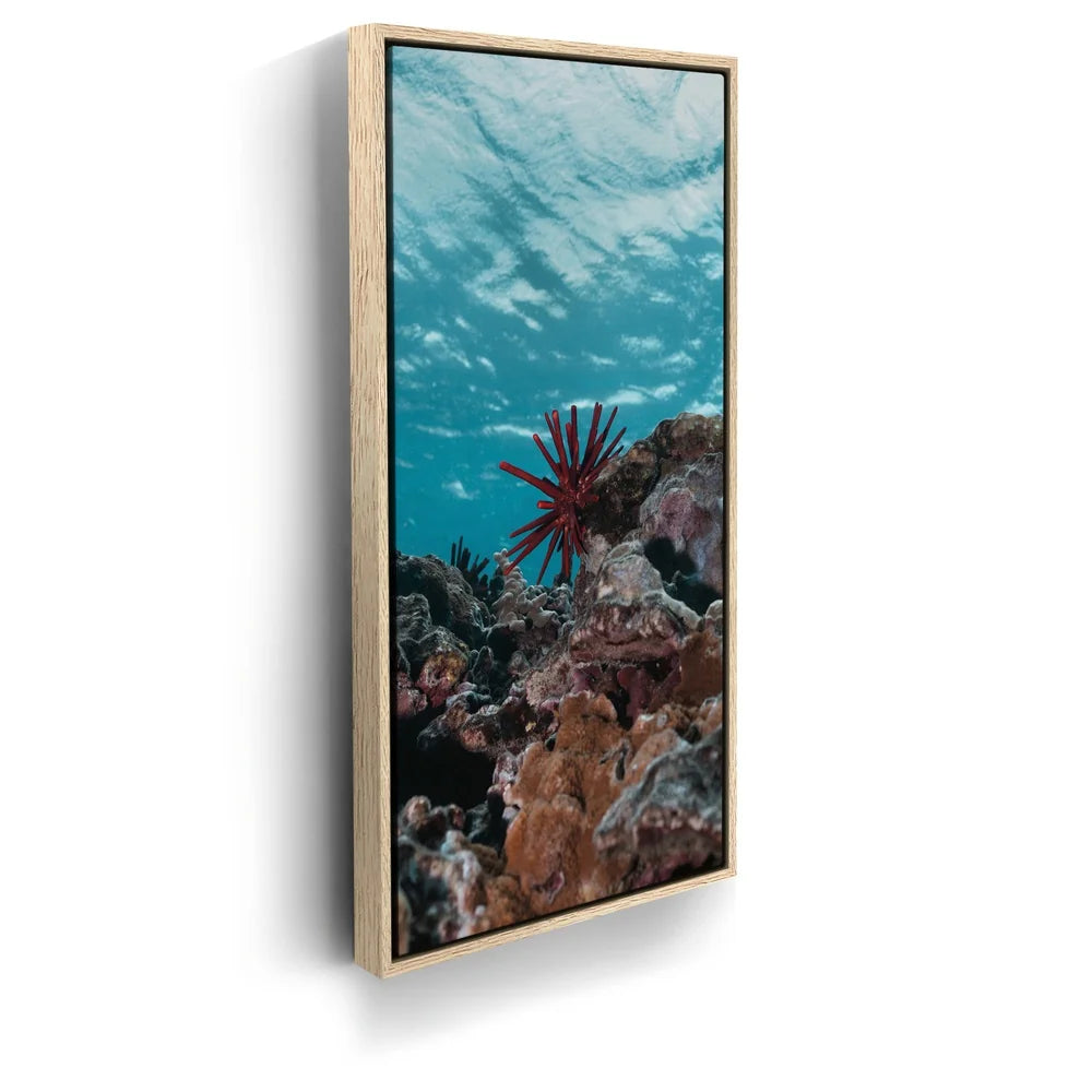 Featured image 9 for Underwater Star, Maui