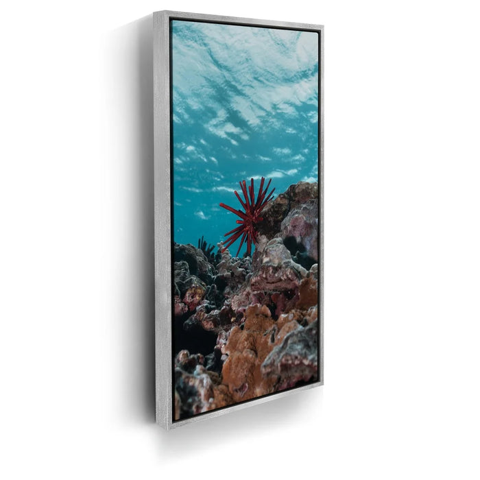 Featured image 8 for Underwater Star, Maui