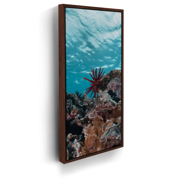 Featured image 10 for Underwater Star, Maui