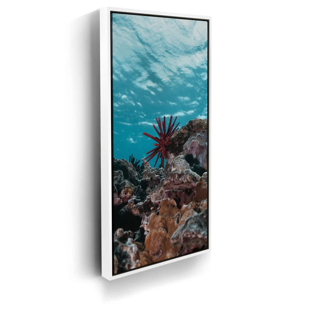 Featured image 6 for Underwater Star, Maui