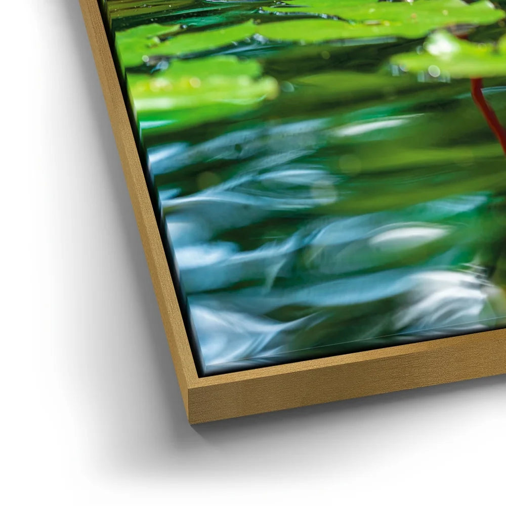 Featured image 12 for Water Lily Harmony