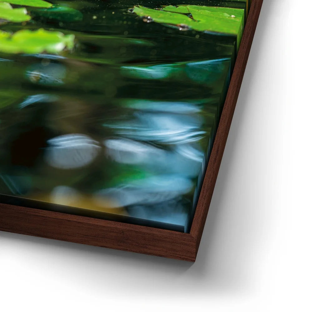 Featured image 14 for Water Lily Harmony