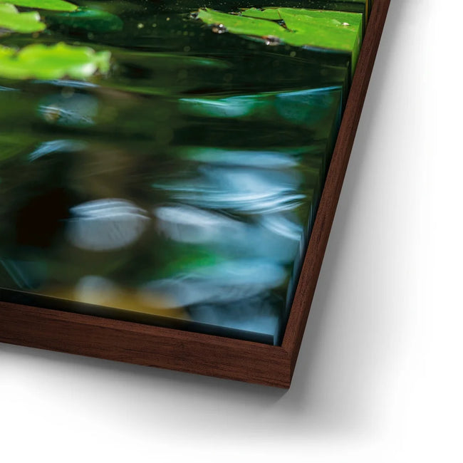Featured image 14 for Water Lily Harmony
