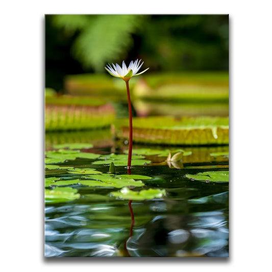 Water Lily Harmony