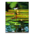 Featured image 1 for Water Lily Harmony