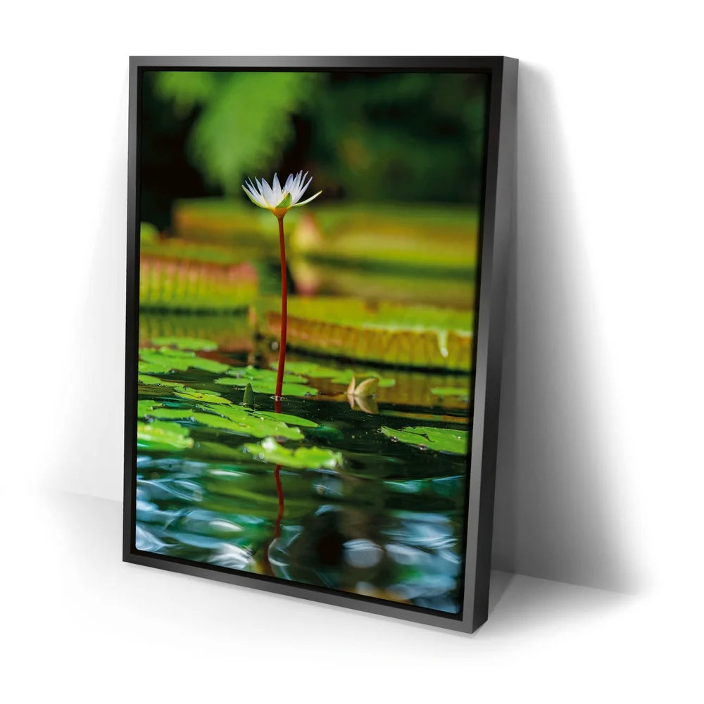 Featured image 2 for Water Lily Harmony