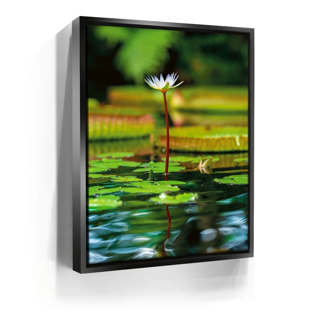 Featured image 5 for Water Lily Harmony