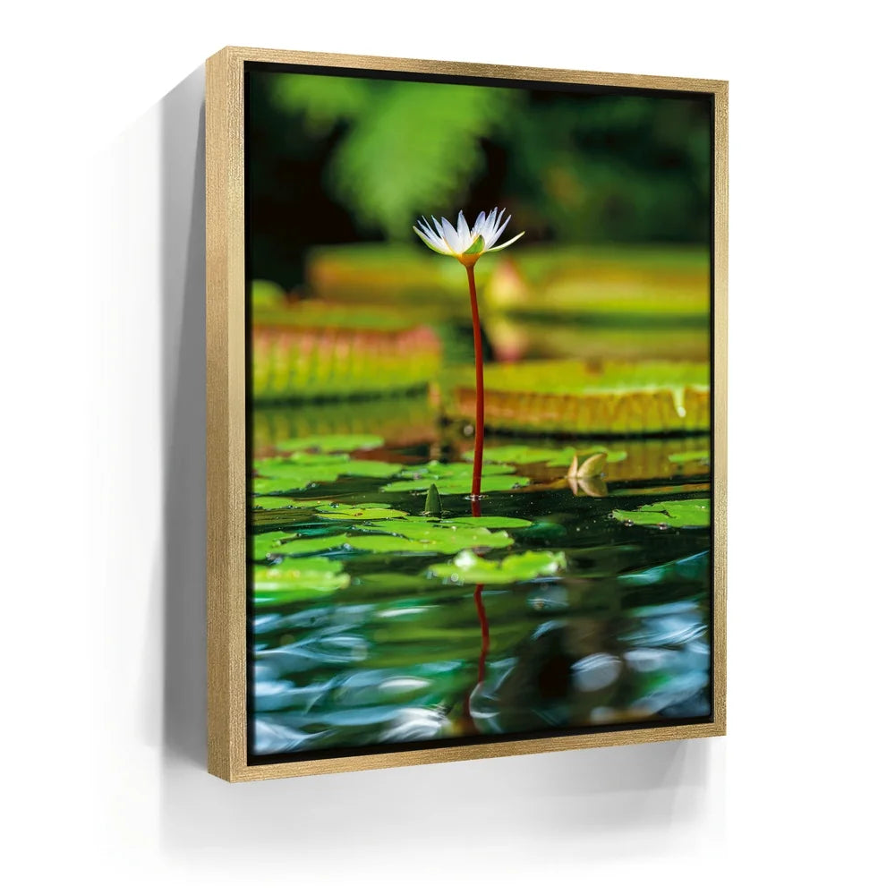 Featured image 7 for Water Lily Harmony