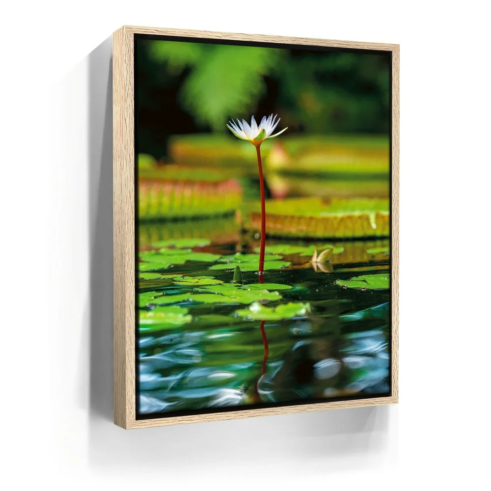 Featured image 9 for Water Lily Harmony