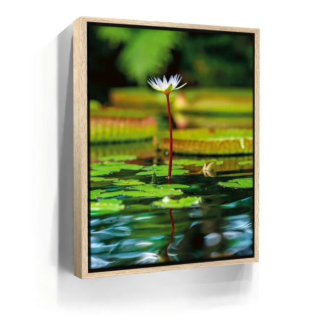 Featured image 9 for Water Lily Harmony
