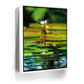 Featured image 6 for Water Lily Harmony