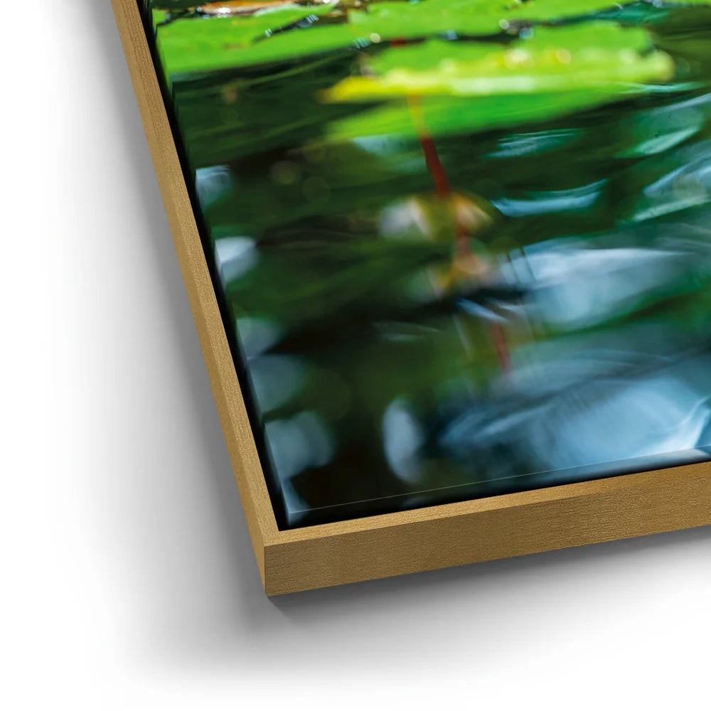 Featured image 12 for Water Lily Reflections