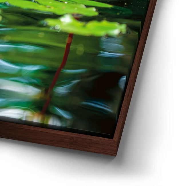 Featured image 14 for Water Lily Reflections