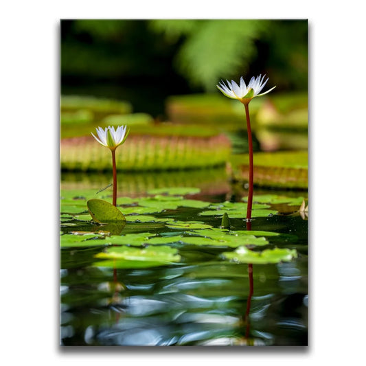 Water Lily Reflections